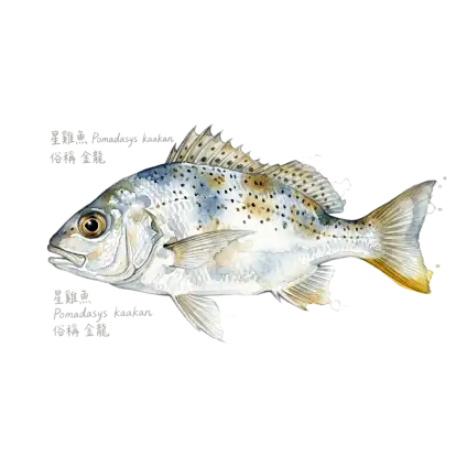 金龍、石鱸(嘉義)