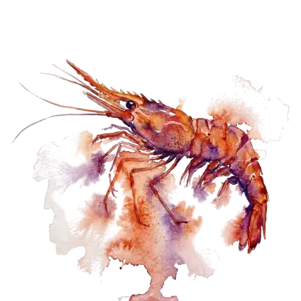 長角鬥士赤蝦(頭城)