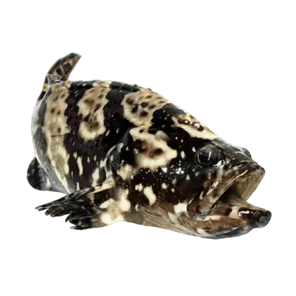 珍珠龍膽_龍虎斑(斗南)